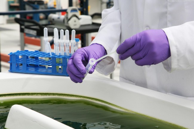 한 연구자가 개방형 연못에서 미세조류 샘플을 채취하고 있다. - ExxonMobil 제공